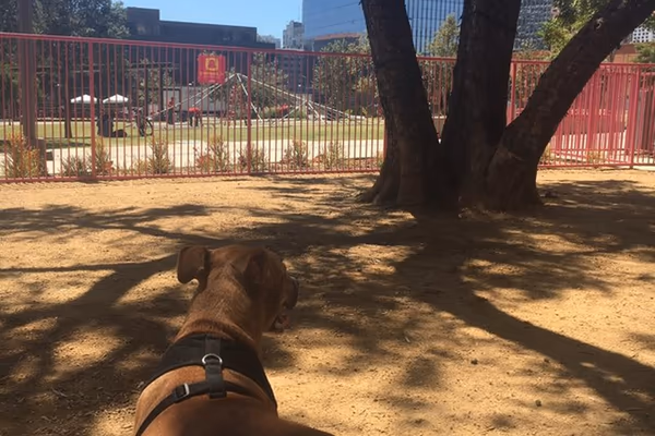 Dog Park at Grand Park photo 1